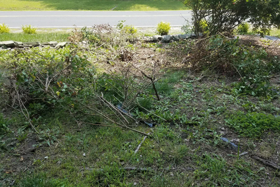 lawn in need of bush removal